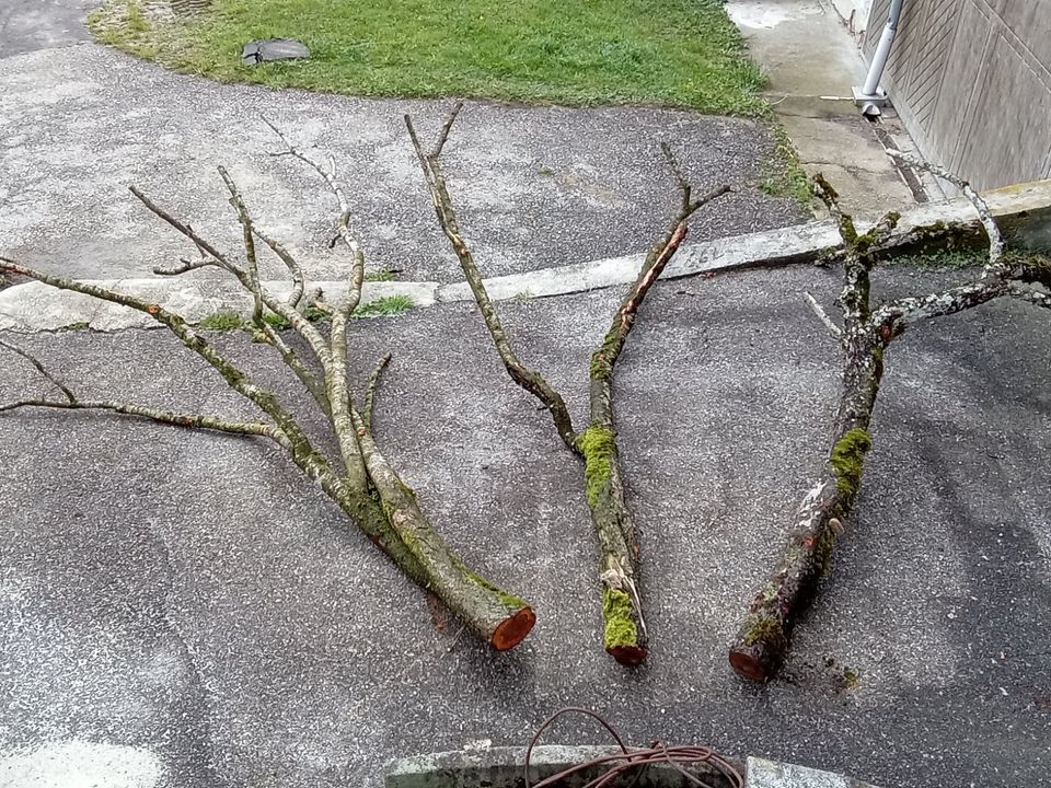 Astgabeln Gehege in Neuhaus am Inn