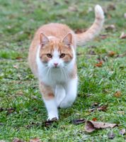 Kater vermisst rot weiß 19395 Katze Barkow Plau am See Lübz Parchim - Landkreis - Plau am See Vorschau