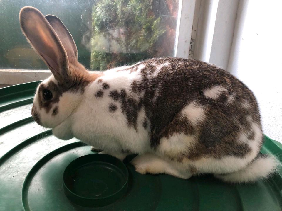 Kaninchen Häsin in Büttstedt