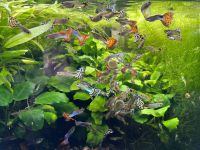 Cobra / Blue Sapphire Guppys - Poecilia Reticulata Nordrhein-Westfalen - Rüthen Vorschau