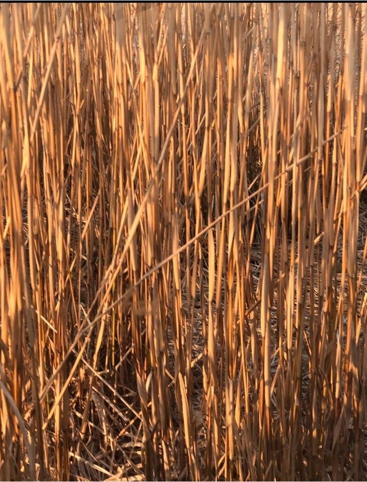 Miscanthus, Einstreu für Pferde, Kaninchen, Hühner in Sinzig