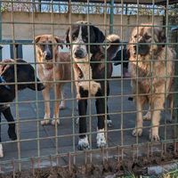 Futterspenden Auslandstierschutz Bayern - Gaimersheim Vorschau