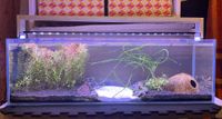 Aquarium mit Sondermaß 80x25x25 Schleswig-Holstein - Kropp Vorschau