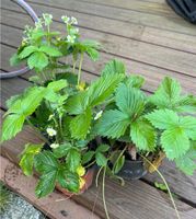 Walderdbeeren Pflanzen Garten winterhart Dresden - Blasewitz Vorschau