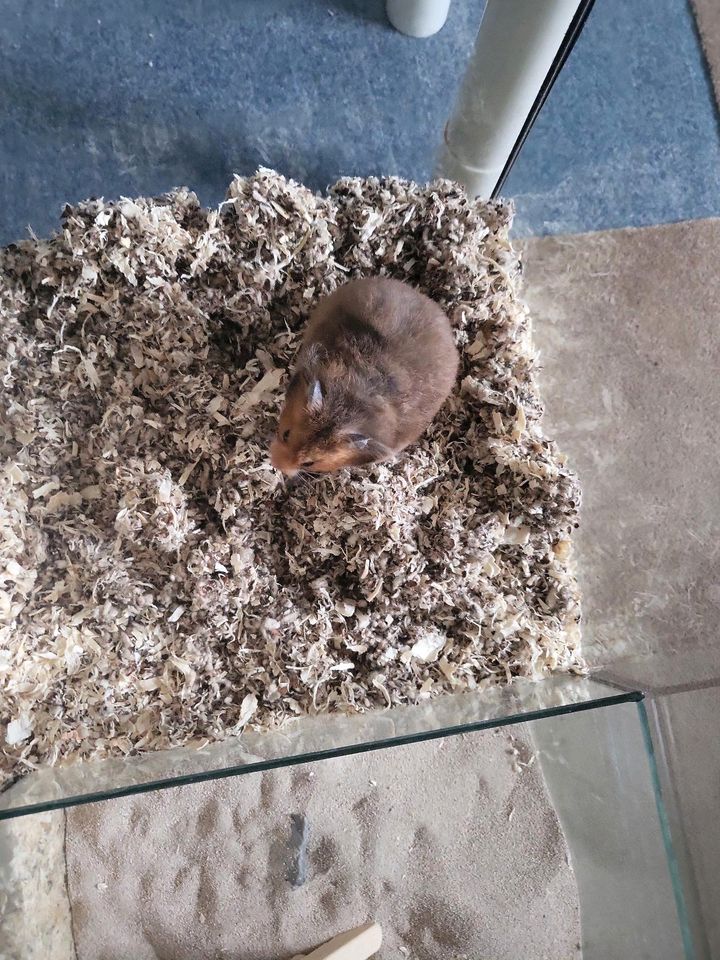 Hamster käfig mit hamster in Neustadt an der Aisch