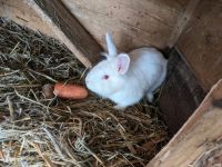 Kaninchen Männchen Albino Niedersachsen - Engelschoff Vorschau