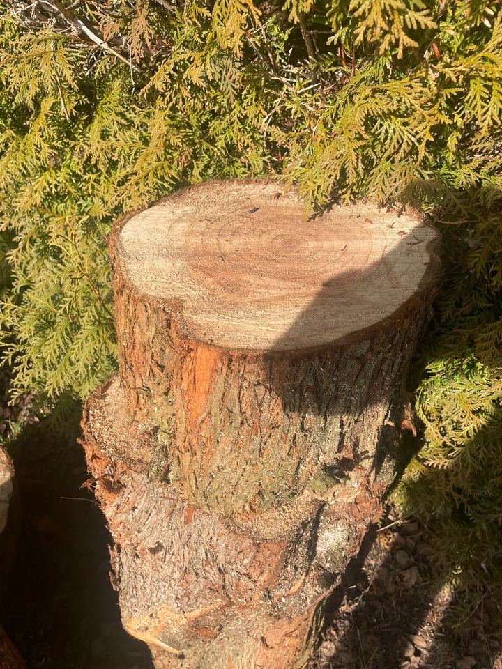 Mammut Baum Stämme als Deko oder Weiterverarbeitung zu verkaufen in Moosburg a.d. Isar