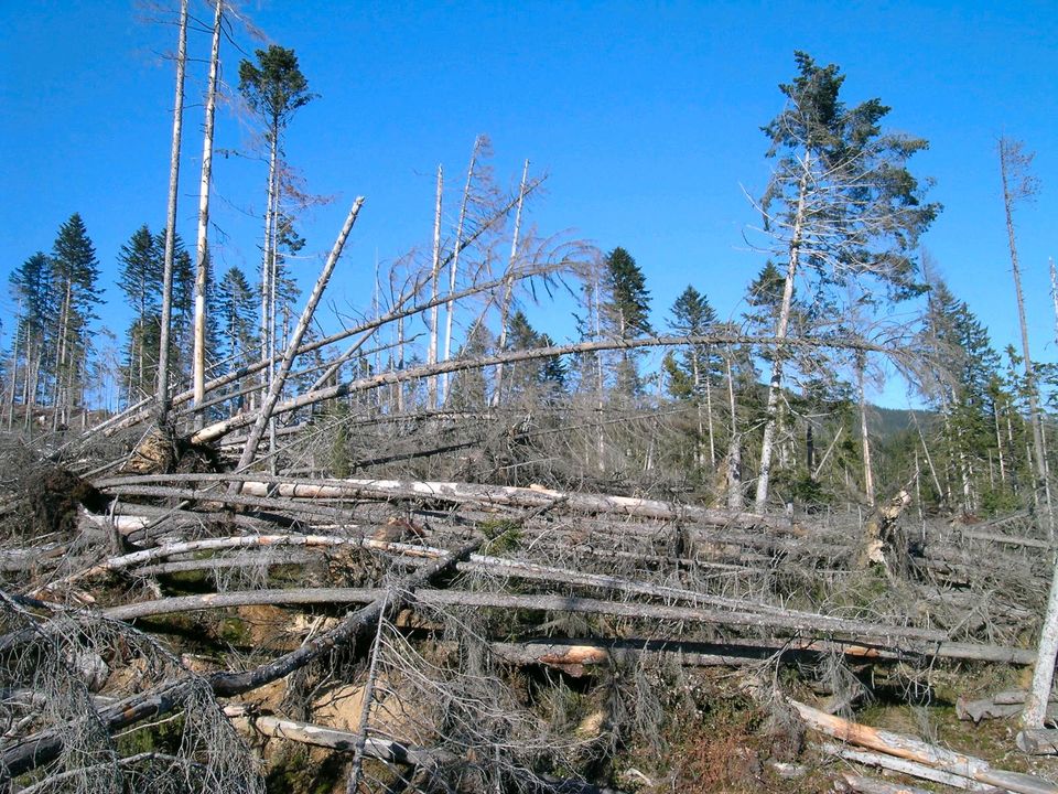 Forstdienstleistungen Baumfällung Wald und Landschaftspflege in Steinmauern