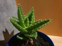 Aloe am Stamm Bayern - Erbendorf Vorschau