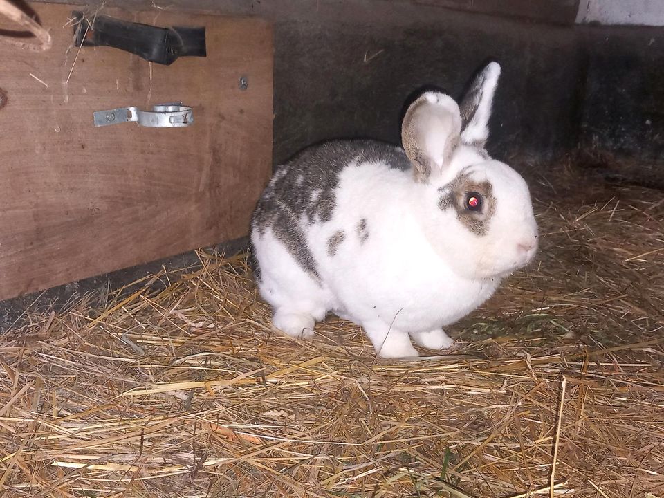 Kaninchen Kastrat aus Tierschutz 2 Jahre in Bentzin