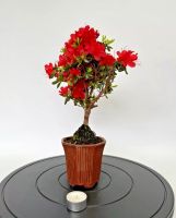 Bonsai Rhododendron eine von 3 Rheinland-Pfalz - Böhl-Iggelheim Vorschau