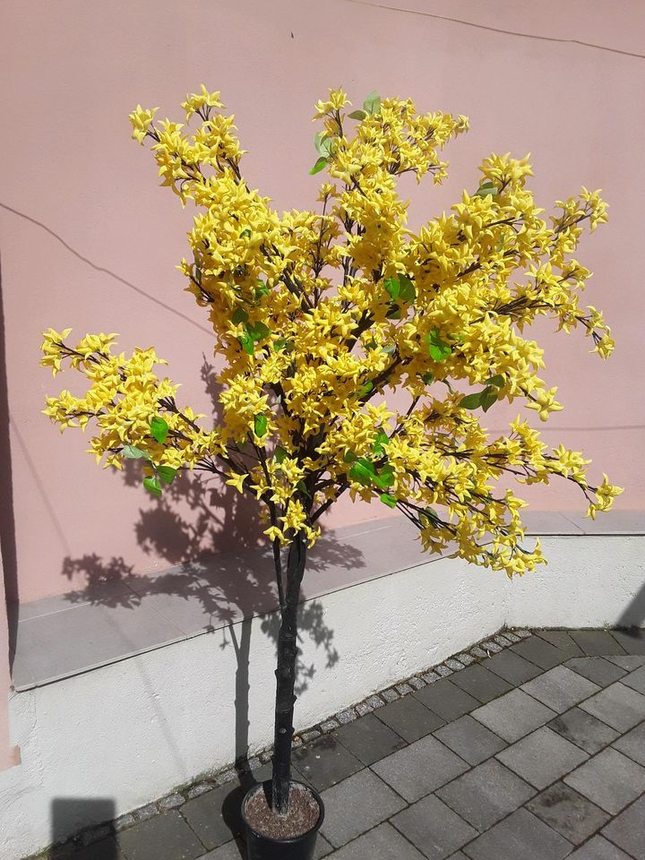 Forsythien Baum in Großbrembach