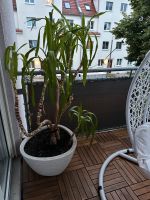 Pflanze groß Yucca Leipzig - Altlindenau Vorschau