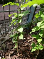 Hibiskus Jungpflanzen Brandenburg - Wustermark Vorschau