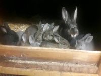 Junge Kaninchen, Blaue Wiener Niedersachsen - Neuenkirchen - Merzen Vorschau