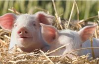 Verkaufe Schweine Ferkel Hausschweine Brandenburg - Doberlug-Kirchhain Vorschau