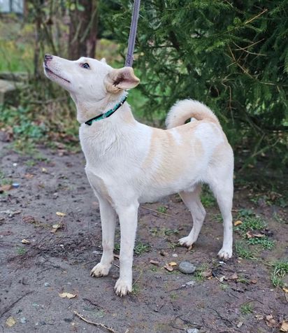 Tierschutz - Lord sucht ein neues Zuhause bei tollen Menschen! in Düsseldorf