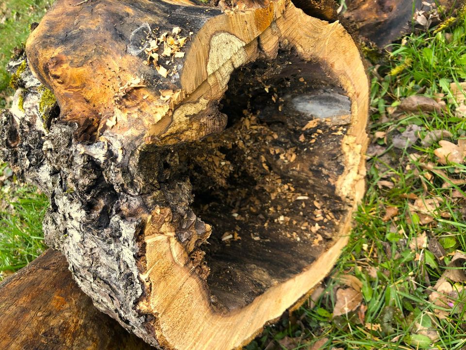 Deko Garten Katzen Baum Höhle Frettchen Baumstamm Terrarium Holz in Blumenthal