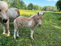 Shetland Pony Fohlen Niedersachsen - Stade Vorschau