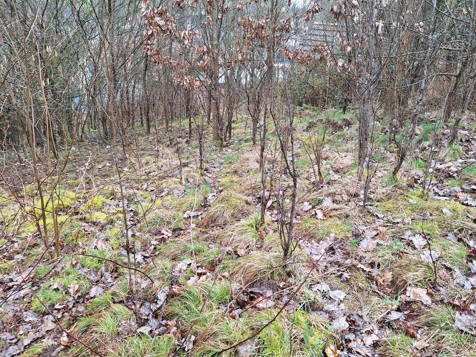 Grundstück Streuobstwiese Garten Freizeitgrundstück Weibersbrunn in Aschaffenburg