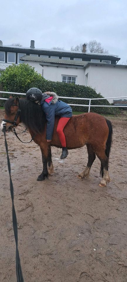 Reitbeteiligung/Pflegebeteiligung für Welsh A Pony gesucht in Kappeln
