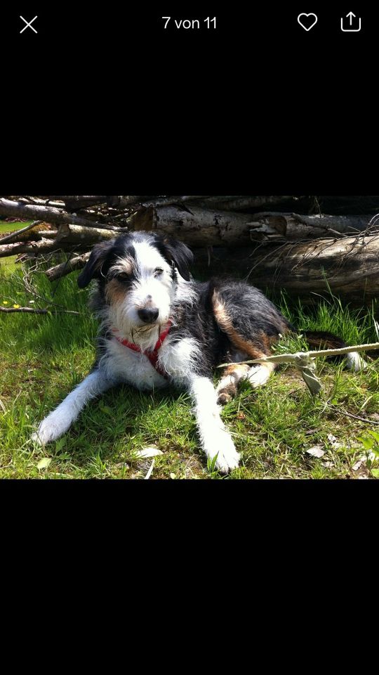 Hundebetreuung in Murnau am Staffelsee