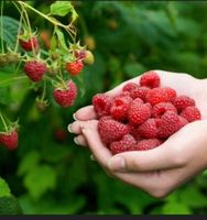 Ableger von Himbeer und Brombeer Pflanzen abzugeben Bayern - Neustadt an der Aisch Vorschau