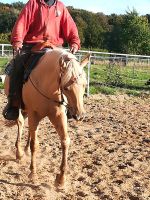 Quarter Horse Hengst, palomino, Allround gezogen Nordrhein-Westfalen - Petershagen Vorschau