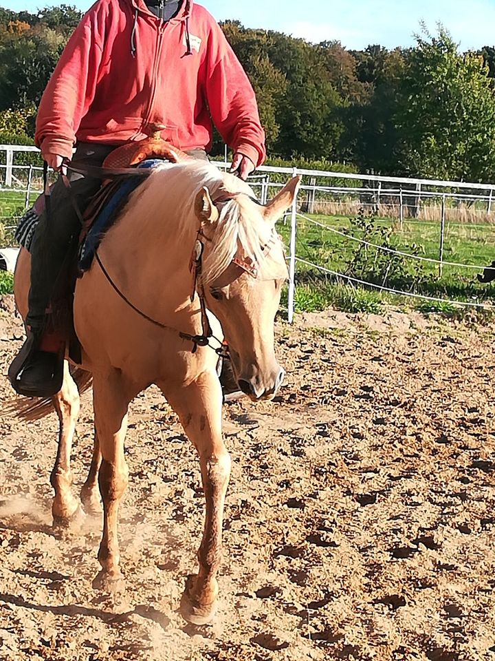 Quarter Horse Hengst, palomino, Allround gezogen in Petershagen