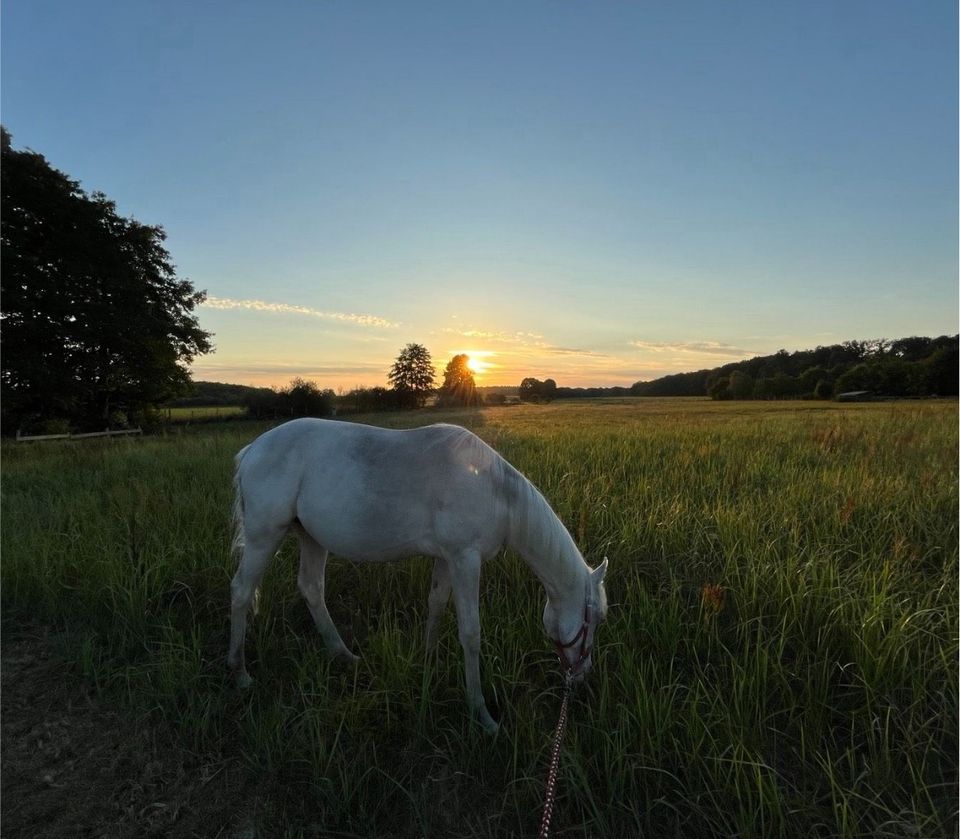 Bildschöner Cremello Reitpony x Quarter Horse sucht neues Zuhause in Märkisch Linden