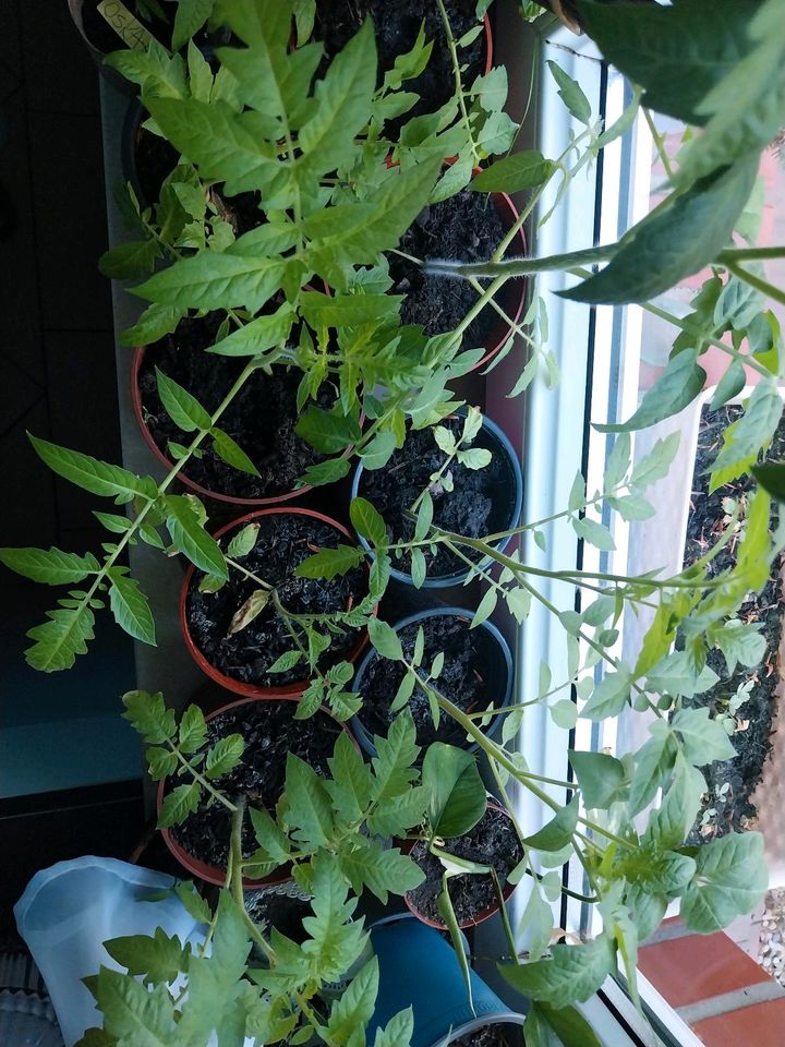 Tomatenpflanzen in Cloppenburg