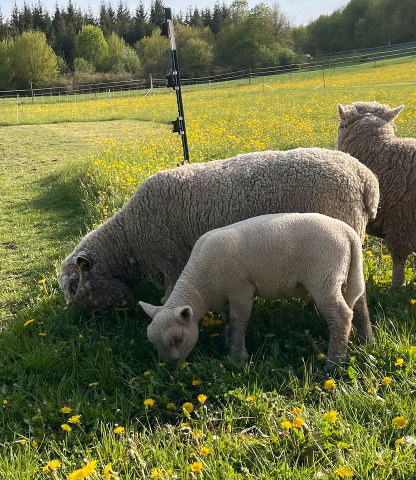 Babydoll Southdown Bocklamm, Herdbuch A in Nattheim