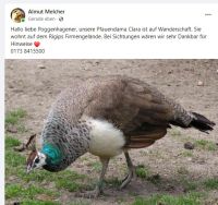 Pfau vermisst, 31535 Neustadt/Poggenhagen Niedersachsen - Neustadt am Rübenberge Vorschau