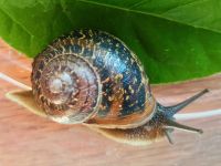 ✅ Cornu aspersum Schnecken (Gefleckte Weinbergschnecke) Schnecke Nordrhein-Westfalen - Nörvenich Vorschau