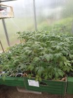 Tomatenpflanzen Bayern - Regensburg Vorschau