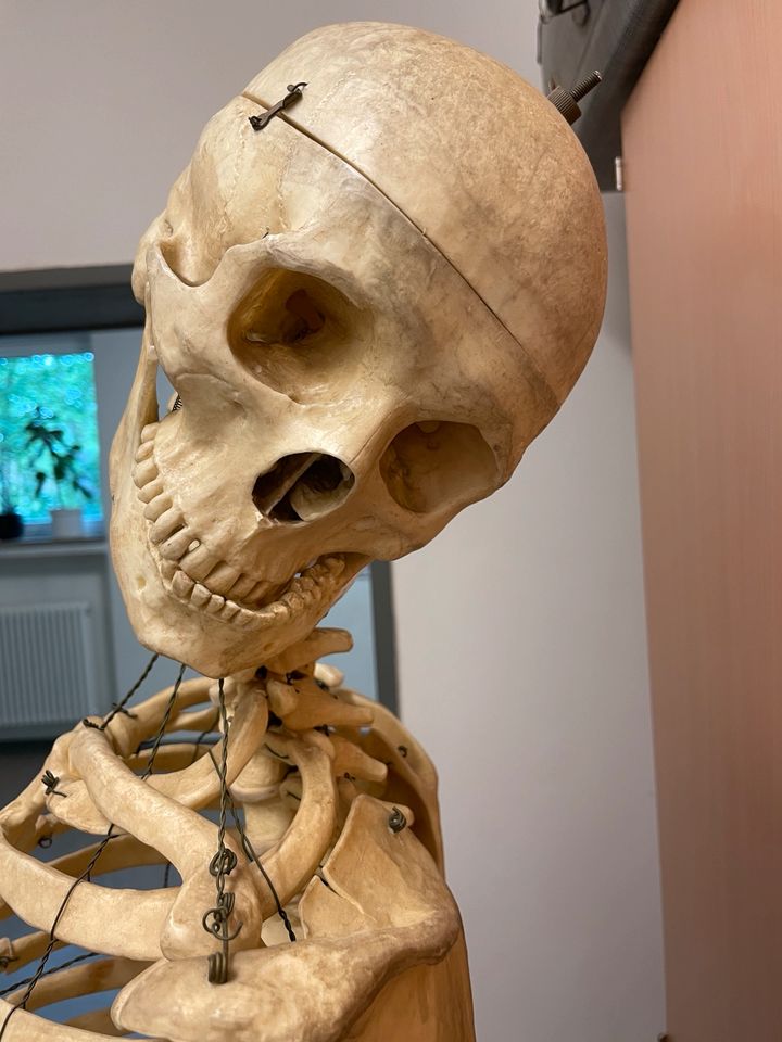 Skelett Anatomie in Hannover