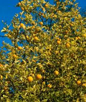 Bitter-Orange Poncirus trifoliata Nordrhein-Westfalen - Beverungen Vorschau