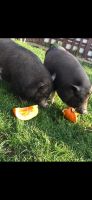 Minischweine abzugeben Sachsen-Anhalt - Oppin Vorschau