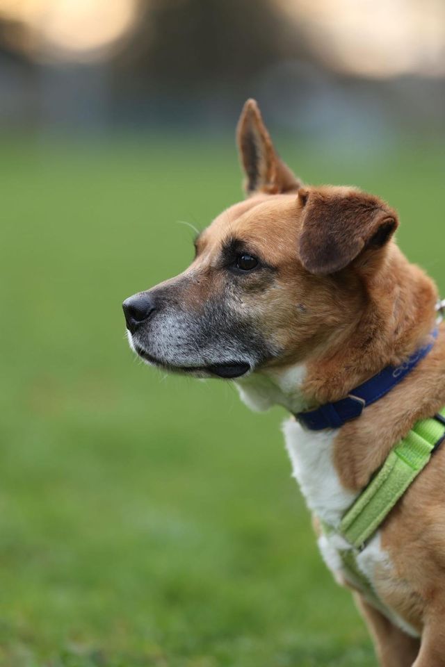 Kaylam, ein fitter kleiner Hund sucht sein Zuhause in Winnenden