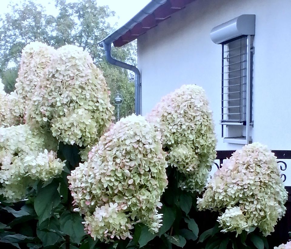 Modernes lichtdurchflutetes Atelierhaus mit 2000 qm Garten in Reichenbach (Oberlausitz)