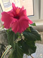 Pflanze Hibiskus mit Keramik - Übertopf Hessen - Wiesbaden Vorschau