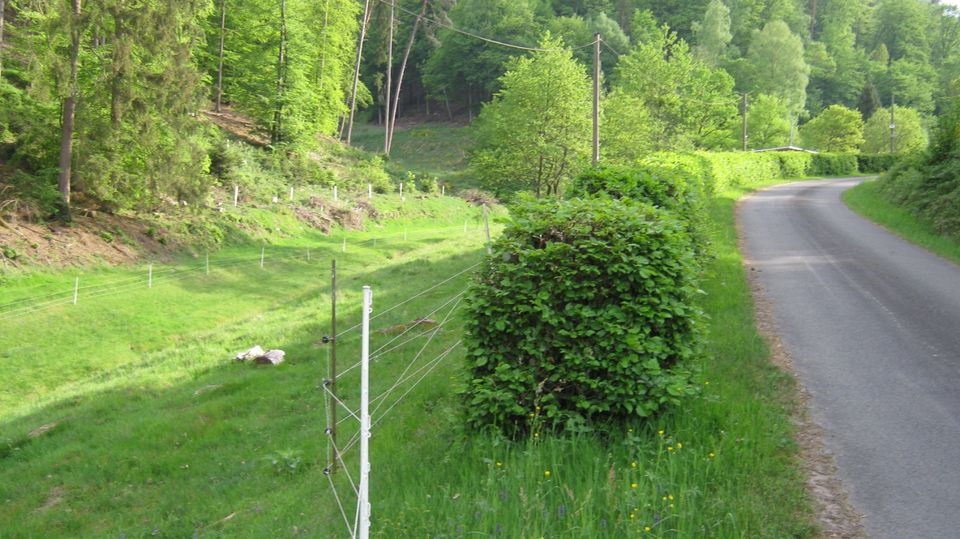 Offenstallplatz in kleiner Perdegruppe im Pfälzer Wald in Weidenthal