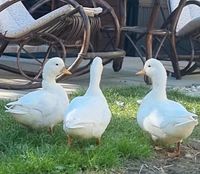 3 Zwergenten Erpel weiss Bayern - Lindau Vorschau