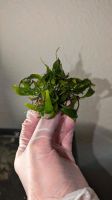 Java Farn Pflanze. Von 1 € - 5 € je nach Größe Baden-Württemberg - Magstadt Vorschau
