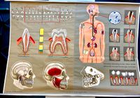 XXL Biologische Wandtafel / Vintage Poster "Menschliches Gebiss" Schleswig-Holstein - Henstedt-Ulzburg Vorschau