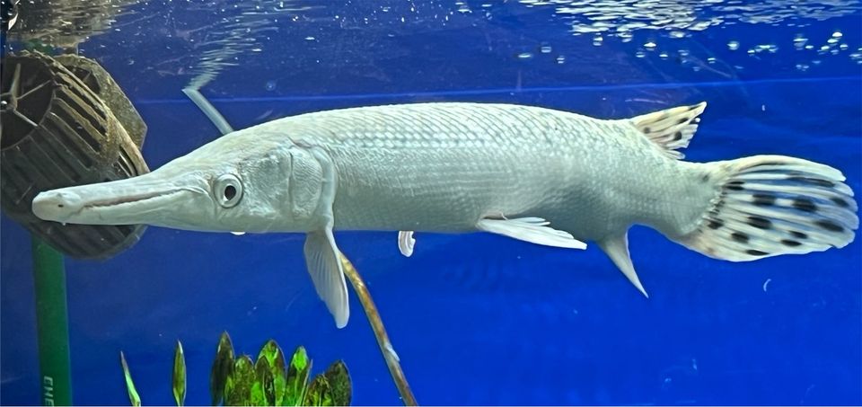 Platinum Alligatorhecht,Snow White Alligator Gar, AAA grade!! XXL in Schwarzenbruck