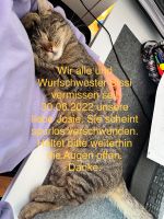 Katze Josie seit 2022 in 82281 Egenhofen Englertshofen vermisst Bayern - Egenhofen Vorschau