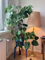 Monstera XXL (ohne Übertopf) Berlin - Mitte Vorschau