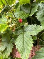 Erdbeeren Walderdbeeren Nordrhein-Westfalen - Dülmen Vorschau