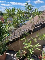 Oleander mit weißen Blüten Nordrhein-Westfalen - Leichlingen Vorschau